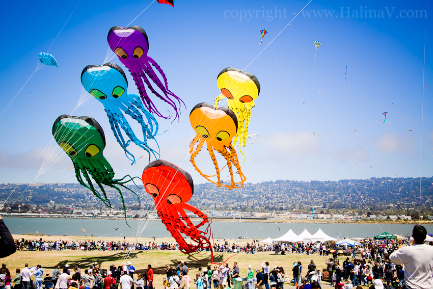 Berkeley kite festival